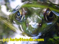 /home//u458753944/public_html/sourcegallery//Frogs/More bullfrogs/P1100093.JPG